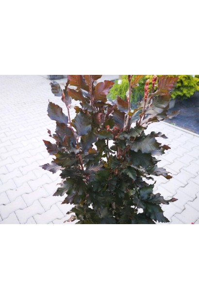 Бук звичайний Рохан Обеліск